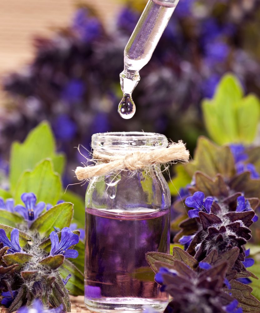 lavender oil extraction and collection