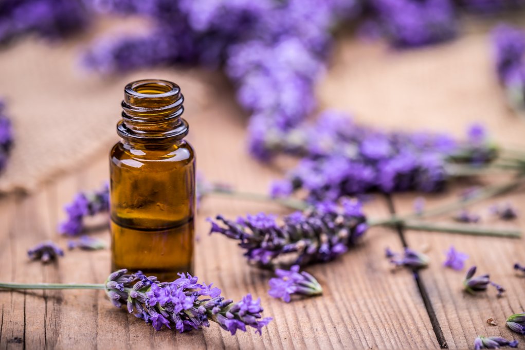 lavender oil extraction and distillation guide